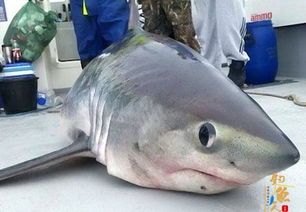 英国钓鱼爱好者,钓出史上最萌鼠鲨 