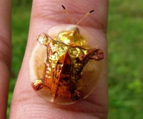 黄金龟甲虫是世界上最小和最迷人的透明生物之一