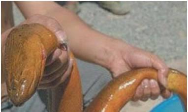 世界上最大的黄鳝 长1.5米重36斤宛如大蛇 