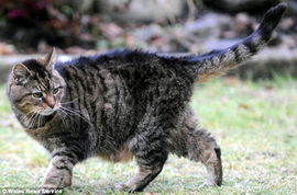 英一猫39岁相当于人172岁 或成世上最老猫 