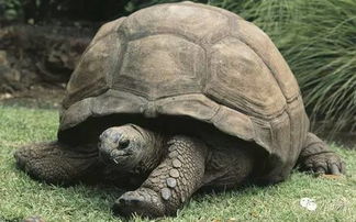 世界上最大的乌龟是什么 加拉帕戈斯象龟灭绝了吗(世界上最大的乌龟有多大图片)