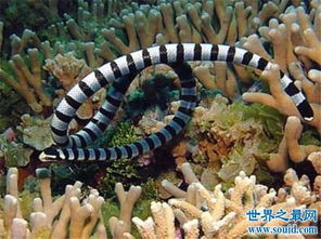 世界上最毒的蛇贝尔彻海蛇长达3米 一口毒液杀死一千人 2 