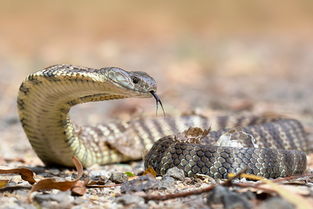 世界上最毒的蛇排名,贝尔彻海蛇毒性是眼镜王蛇的200倍 4