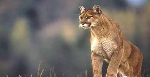 十大猫科动物战斗力最强排行榜,狮子老虎谁更强 榜首实至名归