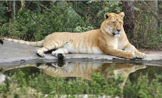 世界最奇特的十大杂交动物排行榜 狮子的头,豹的身体