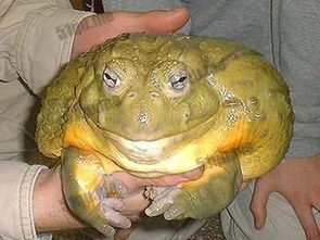 奇闻天下 世界最大的青蛙