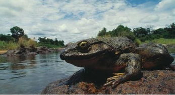世界上最大的青蛙,非洲巨蛙体长达1米 如今已快要灭绝