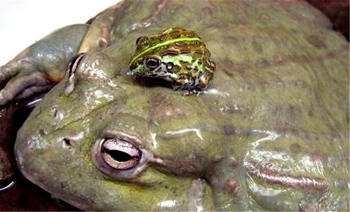 长着尖刺状牙齿,能吞老鼠的非洲牛蛙,还被叫做 小精灵蛙