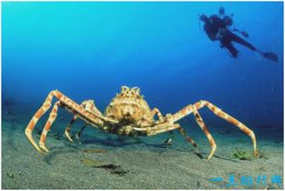 巨型海蜘蛛长3米,是世界上最大的螃蟹(海底两万里巨型海蜘蛛图片)