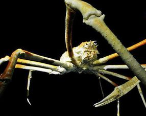 世界上最大的螃蟹,体长超过三米,以吞食珊瑚和海星为生