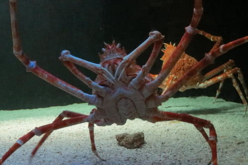 世界上最大的螃蟹,日本人称 杀人蟹 ,连鲨鱼都敢吃 