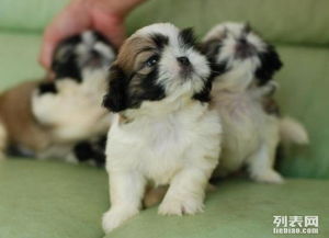 西施狗是原产自中国西藏的一种长毛狗