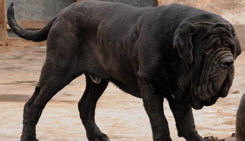 世界上最大的狗是什么?(最大的狗排行榜前十名)