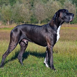 15个世界上最高的狗品种,你认识几种