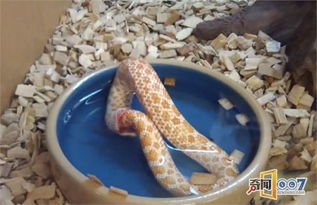 环箍蛇为什么自食其尾 环箍蛇多久把自己吃死 环箍蛇吃自己动图
