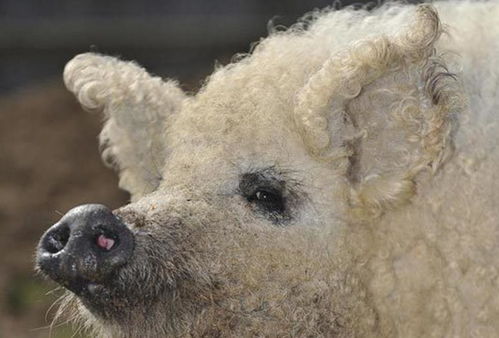 这是世界上唯一一种长卷毛的猪,来自匈牙利,论起价值十分昂贵