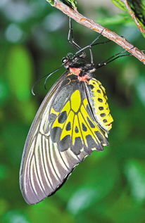 金斑喙蝴蝶是中国唯一的蝴蝶国家一级保护动物