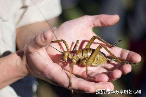 昆虫界的超大个体能有多大体型 最长超过半米,最重媲美麻雀