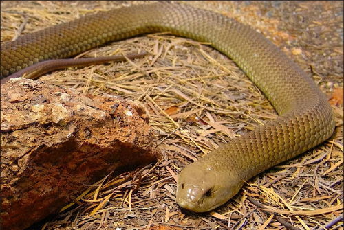 你知道陆地上最毒的蛇是什么吗?