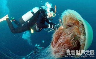 世界上最长的动物,北极霞水母伸出74米的触手