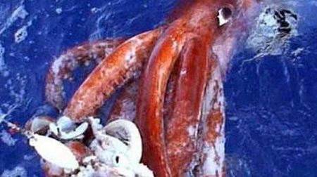 世界上最大的鱿鱼诞生了,那就是国王酸浆鱿鱼。你觉得味道好吗?(世界上最大的鱿鱼视频)