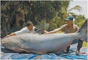 世界上最大的淡水鱼,湄公河巨鲶体长近3米,最终成为盘中餐 