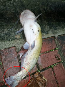 湄公河巨鲶 贵州村民,乌江捕获一米长 怪鲶鱼 ,浑身伤疤