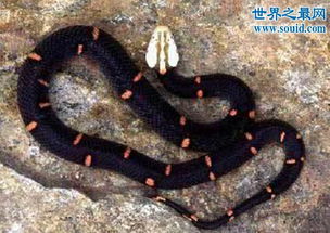 世界上最罕见的毒蛇,喜玛拉雅白头蛇 最好别惹它 
