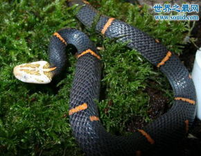 世界上最罕见的毒蛇,喜玛拉雅白头蛇 最好别惹它 2 