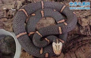 世界上最罕见的毒蛇,喜玛拉雅白头蛇 最好别惹它 