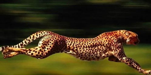 猎豹是陆地上跑得最快的动物,被称为短跑冠军(猎豹是陆地上跑得最快的动物缩句怎么写)