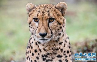 世界上最快的动物排行榜,排名第一的猎豹比人跑的快多了 