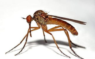 世界上最大的蚊子,40厘米长的恐怖巨蚊
