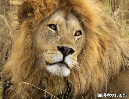 曾是最凶猛的狮子,巴巴里狮子却只剩不到百头