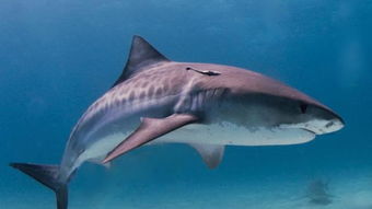 英国垂钓者意外钓到400斤鼠鲨(垂钓者意外钓到娃娃鱼)