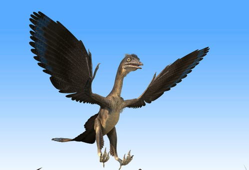 始祖鸟真的是鸟类祖先吗 研究发现,它或许不会飞