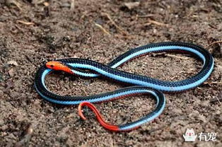 眼镜王蛇居然有天敌为什么怕蓝长腺珊瑚蛇 从没见过这么美的毒蛇