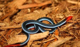 蓝长腺珊瑚蛇,浑身蓝色身长1.8米 