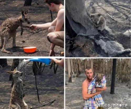 大火中逃出的考拉四处寻找食物,浑身焦黑,死亡动物数或远超五亿