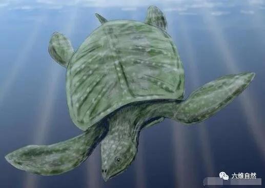 美一古巨龟化石,外壳坚硬却缺一后肢,哪种生物捕食2千公斤大龟