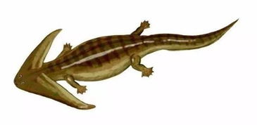 笠头生活在二叠纪时期的一种奇怪两栖动物,笠头的体长并不是很长(二叠纪有恐龙生活吗?)