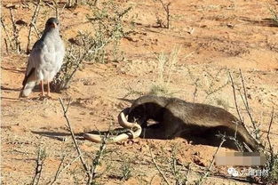 大蜜獾在吃毒蛇大餐,是敌是友都不敢靠近平头哥 