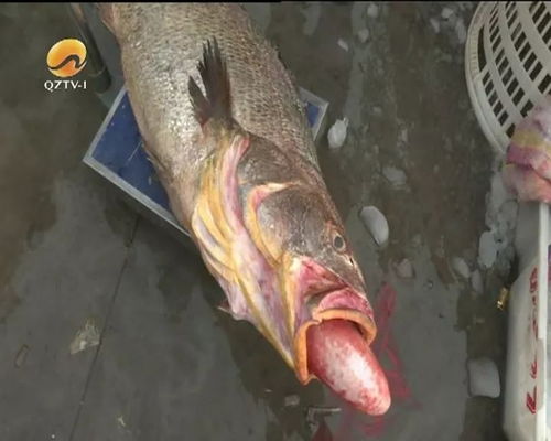 泉州 渔民捕到中国最贵的鱼 每斤2万元 经鉴定竟是 锦鲤翻车现场 高速隧道惊现6000多斤活鱼