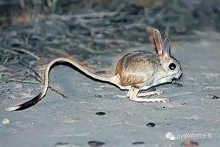 长耳鼠被称为沙漠中的米老鼠,喜欢在夜间活动