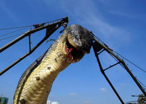 真有16米长的大蛇吗 2009年广西疑似挖到巨型黄金蟒,是真是假