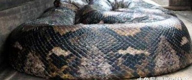 辽宁抚顺大蛇事件,施工队修路竟挖出16米长大蛇,让人情绪失控