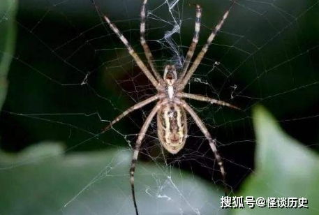 世界上五中剧毒的蜘蛛可以毒死人(世界上有五种k)