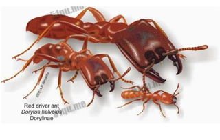 最大的蚂蚁是非洲Driver Ant,学名Dorylus(非洲最大的蚂蚁长什么样)
