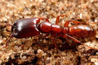 世界上最大的蚂蚁能长多大 史前恐怖巨型蚂蚁5厘米 