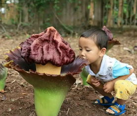 世界上最大的花是《王花》?巨花魔芋照片:看到人们也仰望他(世界上最大的花是什么花)